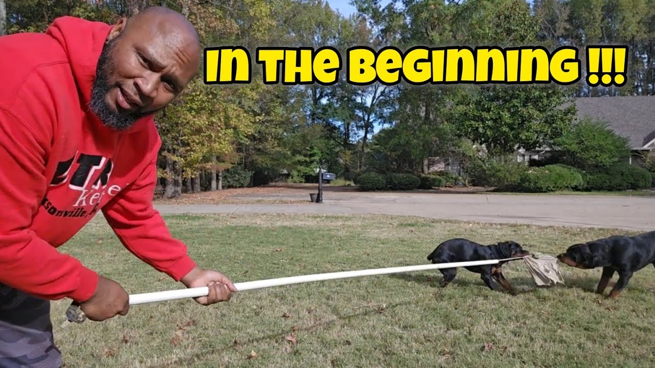 How to make a dog comfortable with you that's new to your home. - YouTube