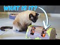 How to confuse a siamese cat