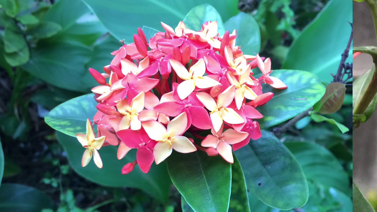 香港常見花卉common Flowers In Hong Kong Youtube 香港常見花卉common Flowers In Hong Kong Youtube