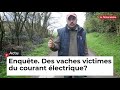 Enquête. Des vaches victimes du courant électrique?