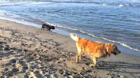 Quando si possono portare i cani sulla spiaggia?