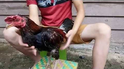 Qhia tu qaib coj mus ntau yuav nyiaj