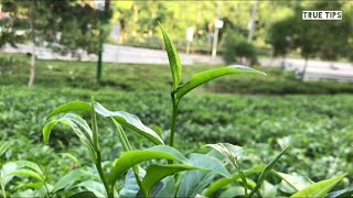 মালনীছড়া চা বাগান, সিলেট