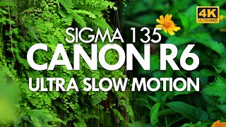 4K ULTRA SLOW MOTION VIDEO  |  Canon R6 +  Sigma 135 1.8 by Nisar Vlogs 246 views 2 years ago 1 minute, 11 seconds