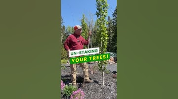 Stronger Trees Start HERE 🌱| When to Remove Tree Stakes!