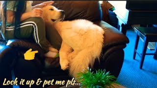 🦩GREAT PYRENEES loves soft touch and gentle petting & very cuddly with tiny little Chiweenie😁 😬