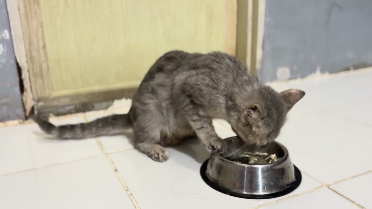 BRITISH SHORT HAIR @ BSH BARU LEPAS BERANAK MAKAN AYAM REBUS UNTUK GEMUKKAN BADAN SEMULA