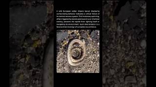 The Corkscrew Motion That Signals Neural Failure In Snakes