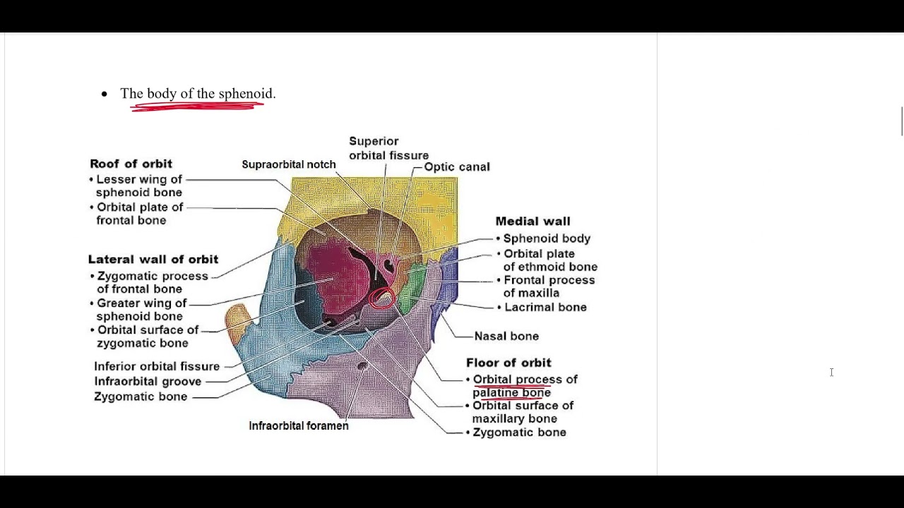 المحاظرة الثامنة لمادة التشريح العام - المرحلة الاولى لطب الاسنان