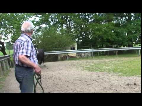 Video: Dulmen Pony Horse Ras Hypoallergeen, Gezondheid En Levensduur
