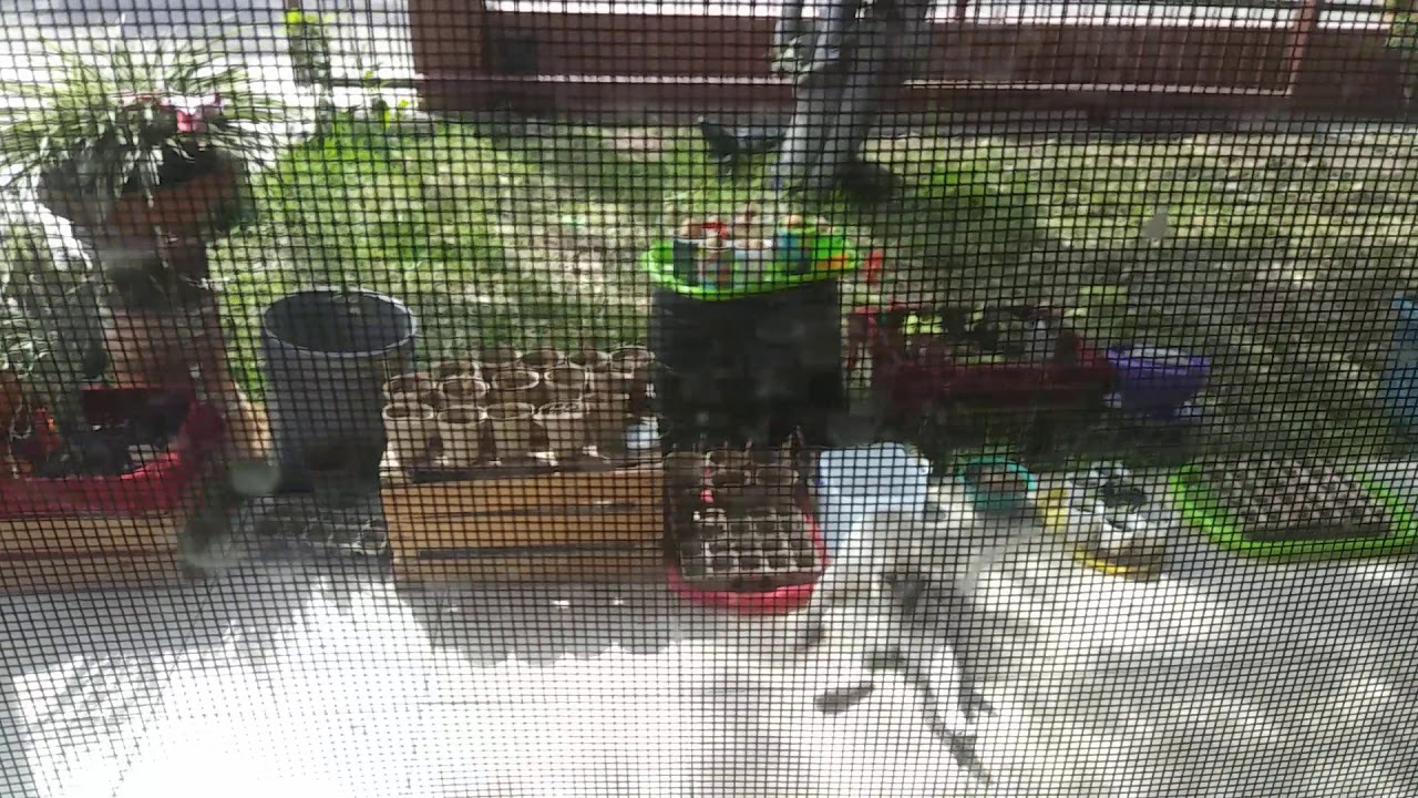 WTF CAT 2 