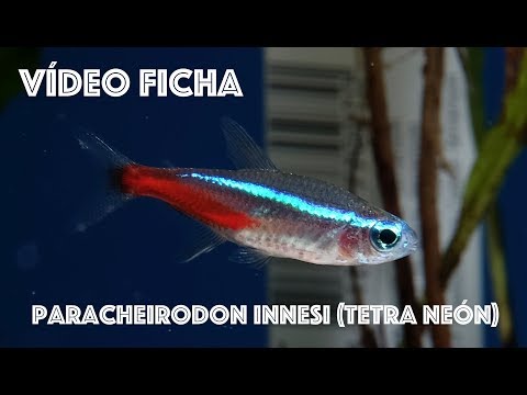 Video: Cardenales Peces En Un Acuario Doméstico: Características De Cuidado