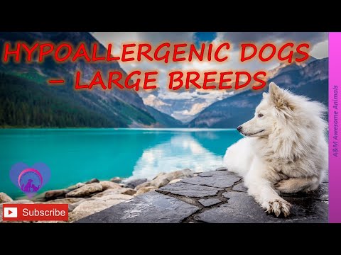 Video: Hypoallergenic, Kesihatan Dan Jangka Hayat Baka Anjing Komondor