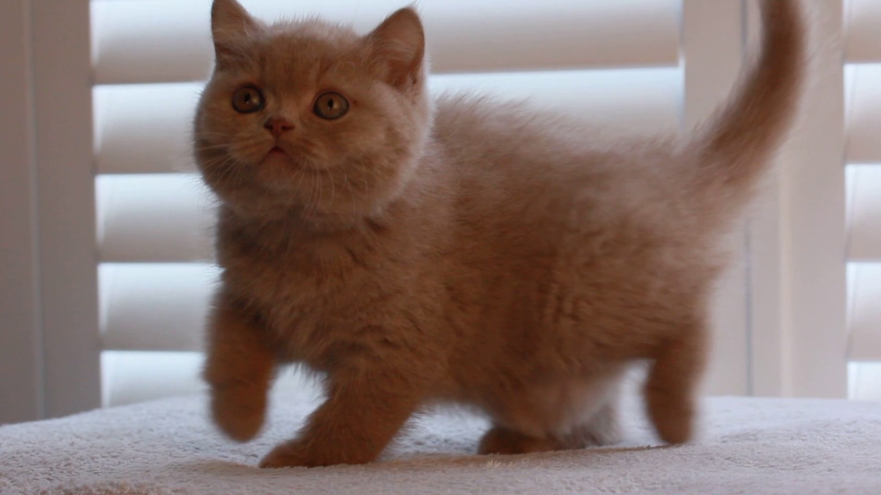 fawn british shorthair