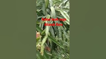 Kebun buah naga di tanah karo