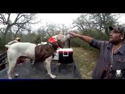 صيد الخنزير بالكلاب مدربة في الغابة