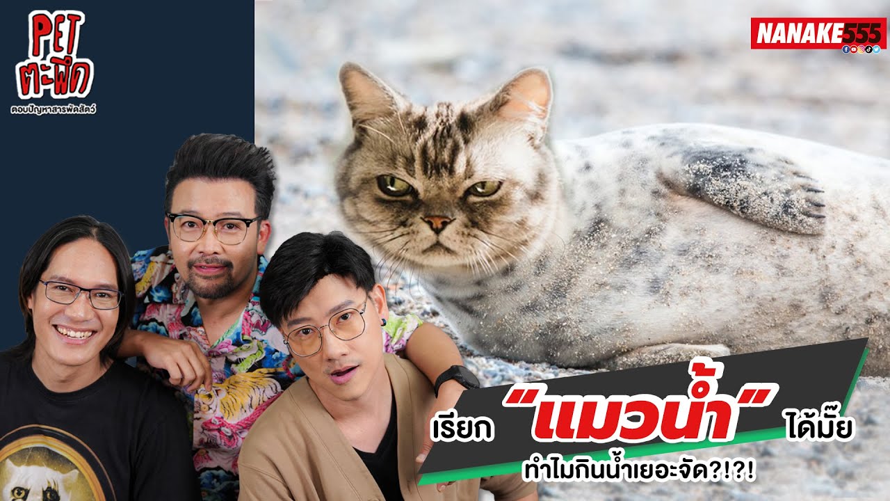เรียก “แมวน้ำ” ได้มั๊ยทำไมกินน้ำเยอะจัด?!?! | #Petตะพึด