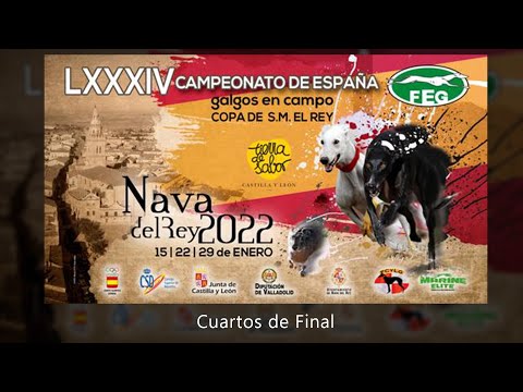 SEGUNDA PARTE   Los mejores momentos  Cuartos de Final " LXXXIV CTO DE ESPAÑA DE GALGOS EN CAMPO"