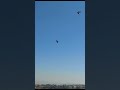 تجريب صوت السنونو   رابط فيديو الصوت بأول تعليق