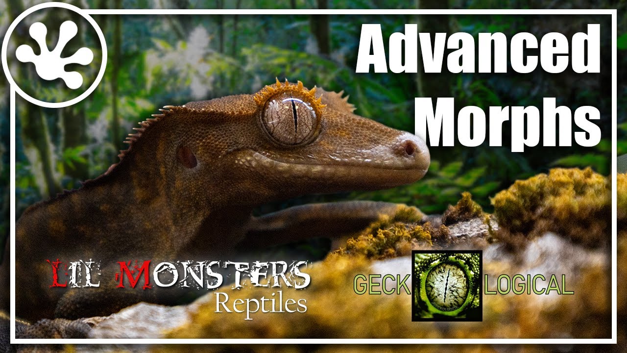 Crested Gecko Foundation Genetics: Advanced Morphs