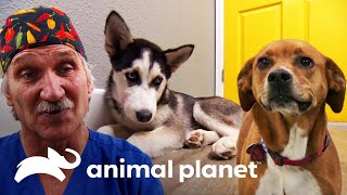 2 historias de perritos que estuvieron al borde de la muerte | Dr. Jeff, Veterinario | Animal Planet