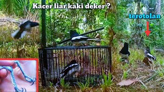 mikat Kacer terbaru//banyak banget burung Kacer anakan nya