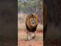 Lion Can't Meet Baby lion🤔🦁#shorts #ytshorts #trending #facts