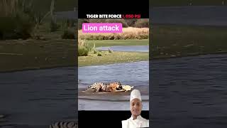 lion attack #animals #ytshorts #wildlife#short