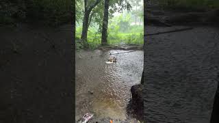 Relaxing rain sound, nature, beauty🌲🌧️🦆🌿