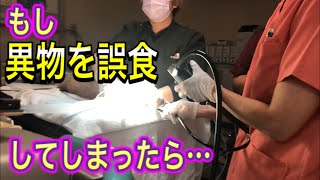 【犬猫の異物誤食】もしもの時に役に立つ異物を食べてしまった時の対処法と病院での除去の仕方