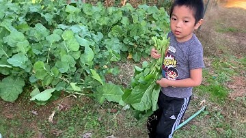 Me nyuam Hmong pub qaib