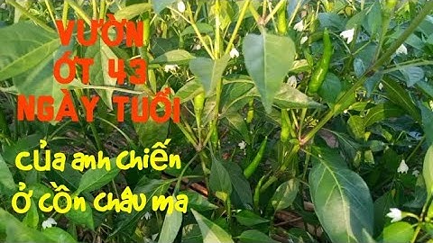 VƯỜN ỚT 43 NGÀY CỦA ANH CHIẾN Ở CỒN CHÂU MA