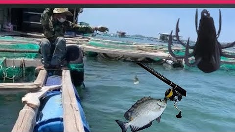 CÂU CÁ DÌA 8,5 kg 25/82023