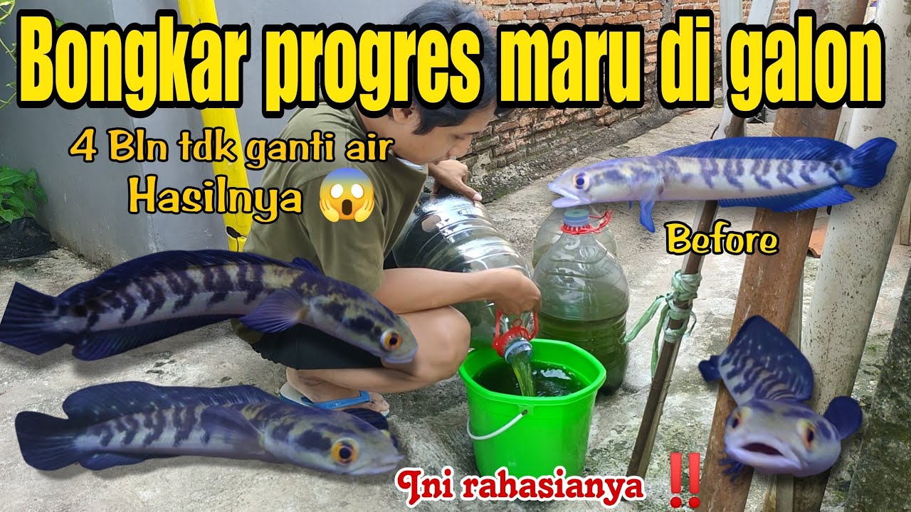 Bongkar Progresan Channa Maru Galon Outdoor, Hasilnya mencengangkan😱‼️ini rahasianya ‼️