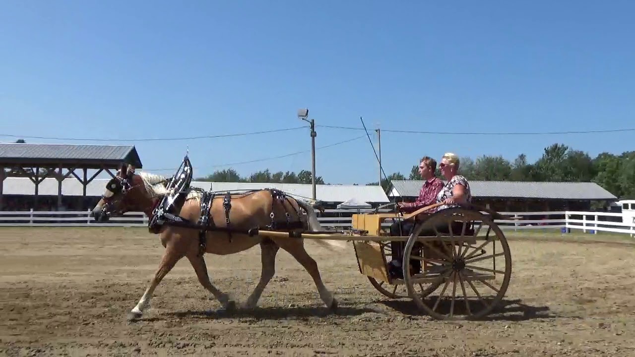 Fair Junior Buggy Riding Contest - YouTube