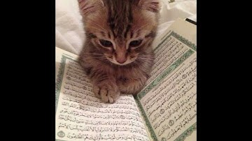سورة الفجر آيات ١٥-٣٠, Surah Al-Fajr versets 15-30