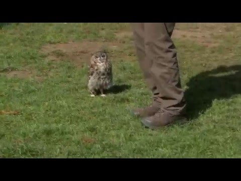 owl-running