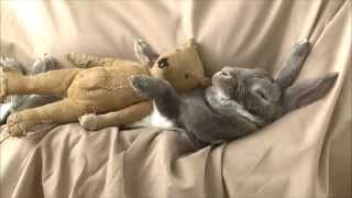 Photographing a Snuggled Up Bunny screenshot 2