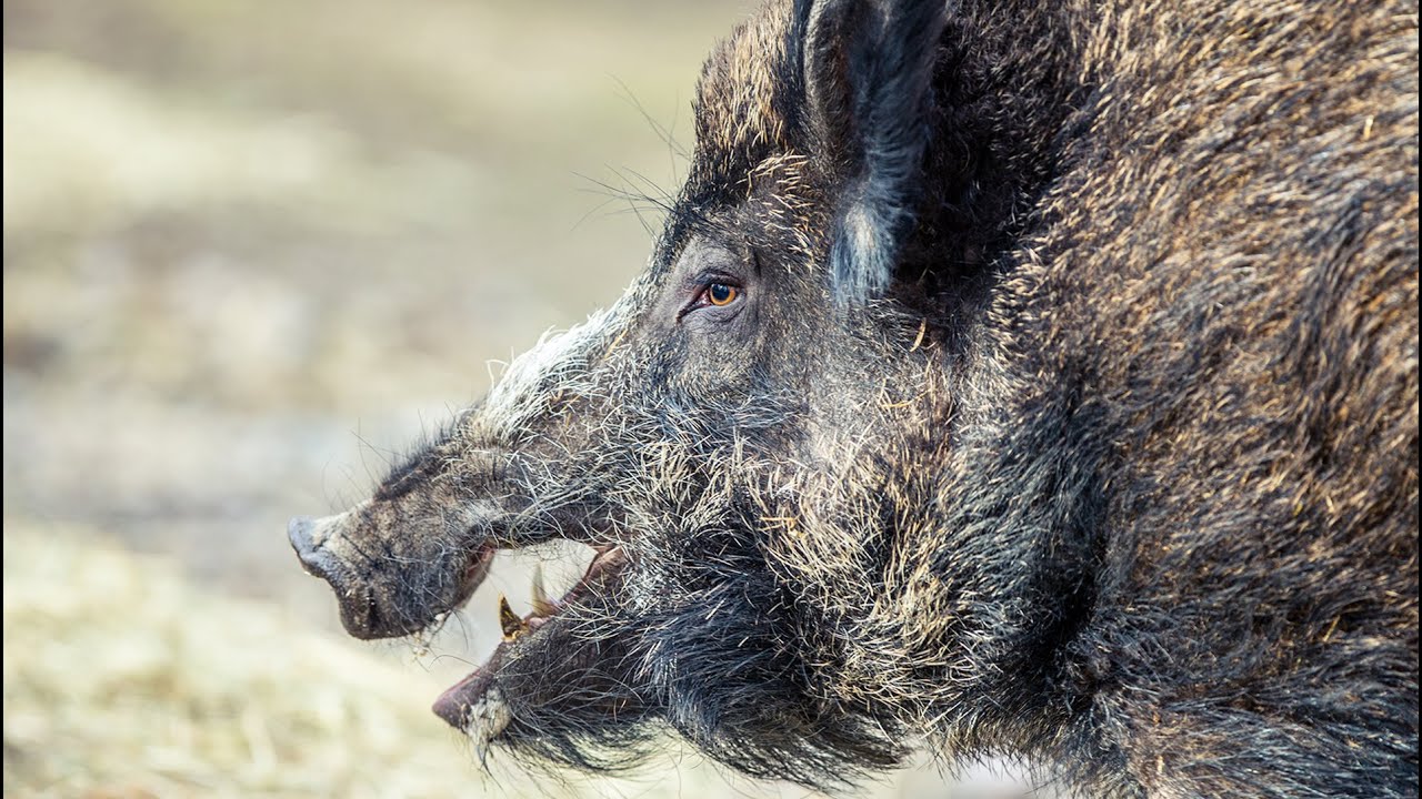 Tasty but deadly bait for feral hogs could help curb numbers