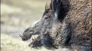 Catching Wild Boar WITH ORANGE JELLO!!! {What is the BEST bait for Massive Wild BOAR}