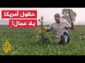 حقول أمريكا بلا عمال والغذاء في خطر ما القصة 