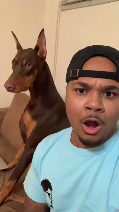 Dog Reaction to Cutting Cake  - Funny Dog Cake Reaction - LIVE TV