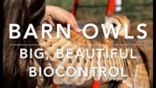 Barn Owls: Big, Beautiful Biocontrol