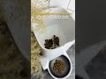 Ngủ nướng đã người với máy nhả hạt Petkit Solo YumShare, tích hợp camera - petkitstore.vn