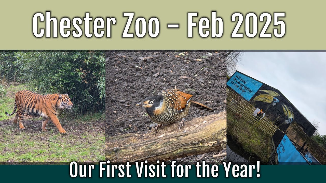 Our First Trip to Chester Zoo in 2025