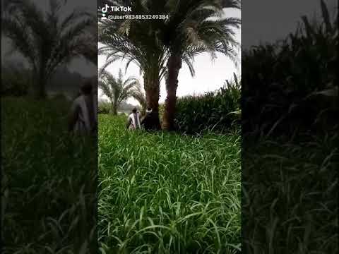 هتجوز يعني هتجوز يا ابويا خمره