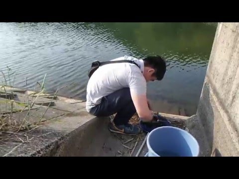 16 5 14 淡水に生育するモエビの捕獲 Youtube