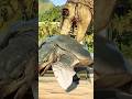 T-REX EATS BIG TURTLE 🐢 - Dinosaur Swallows Archelon #Shorts