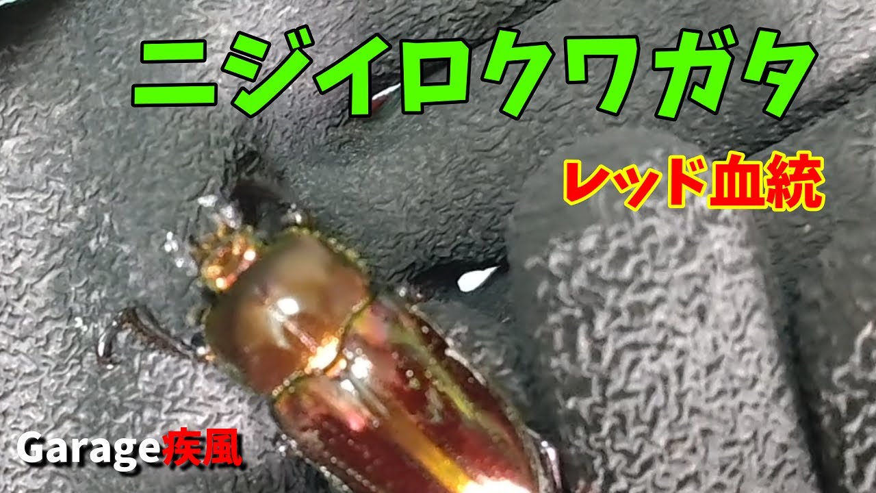 ニジイロクワガタ羽化 レッド血統 ♀だけ？ #クワガタ - YouTube