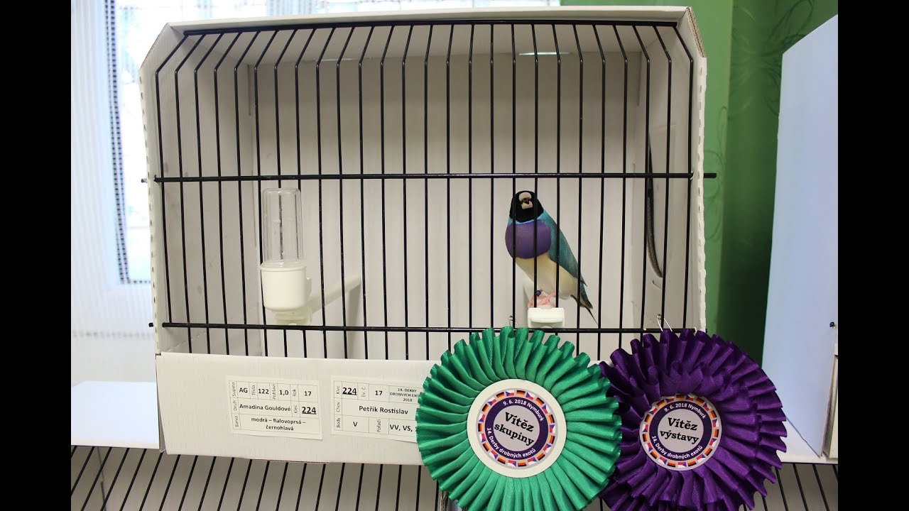 Выставка птиц в Чехии. Exhibition of exotic birds. Czech Nymburk